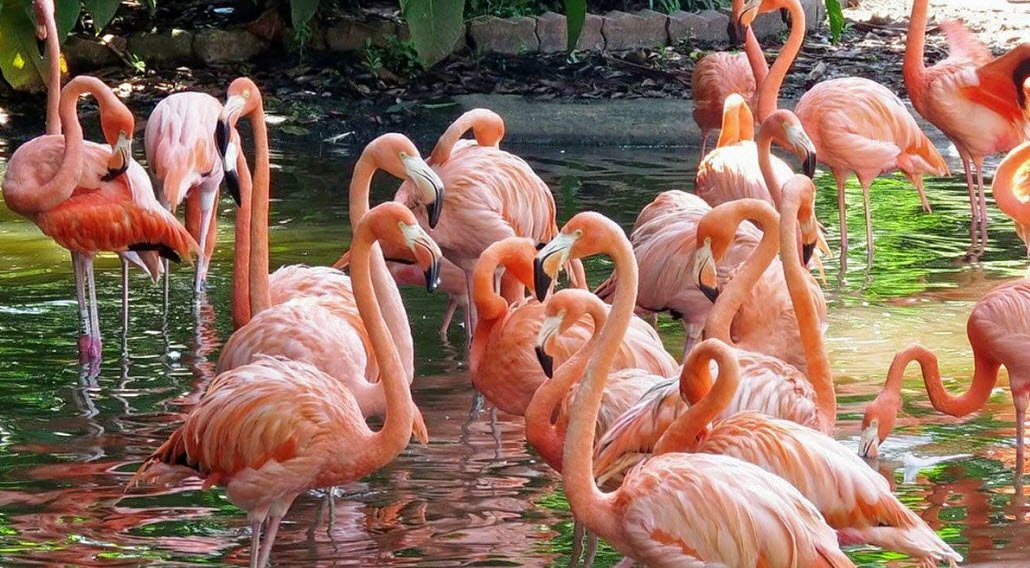 Mayani Bird Sanctuary